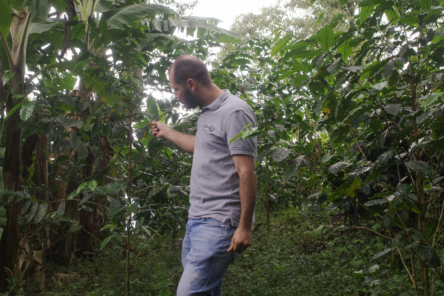 Pink Bourbon washed/ピンクブルボン ナチュラル