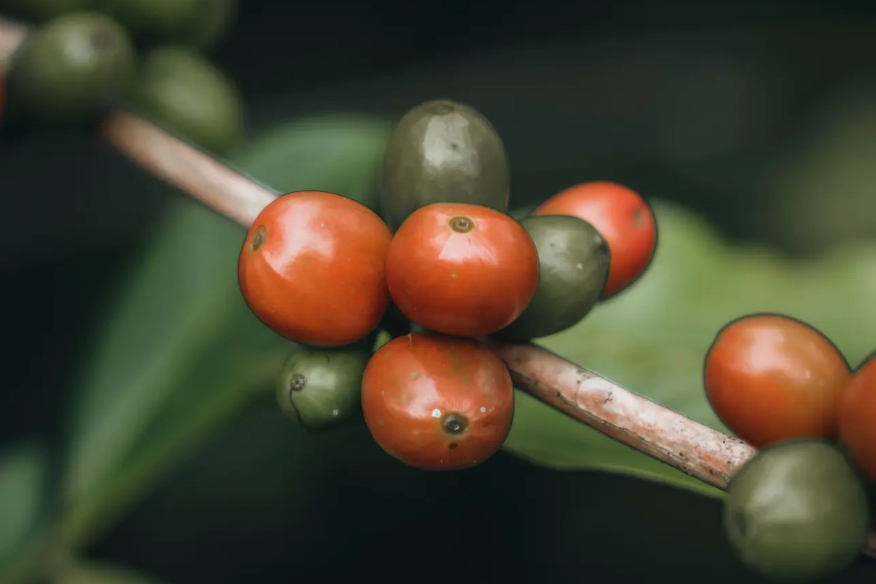 Aroma Nativo Pink Bourbon Honey/アロマナティーボ　ピンクブルボン　ハニー