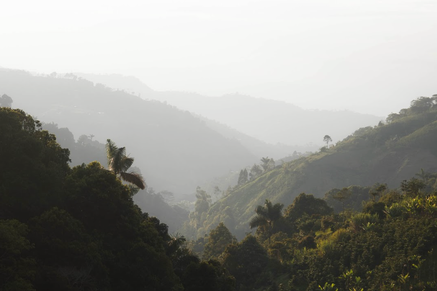 Aroma Nativo Pink Bourbon Honey/アロマナティーボ　ピンクブルボン　ハニー