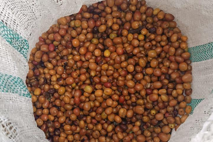 Pasifrol infused/パシフローラ　インフューズド