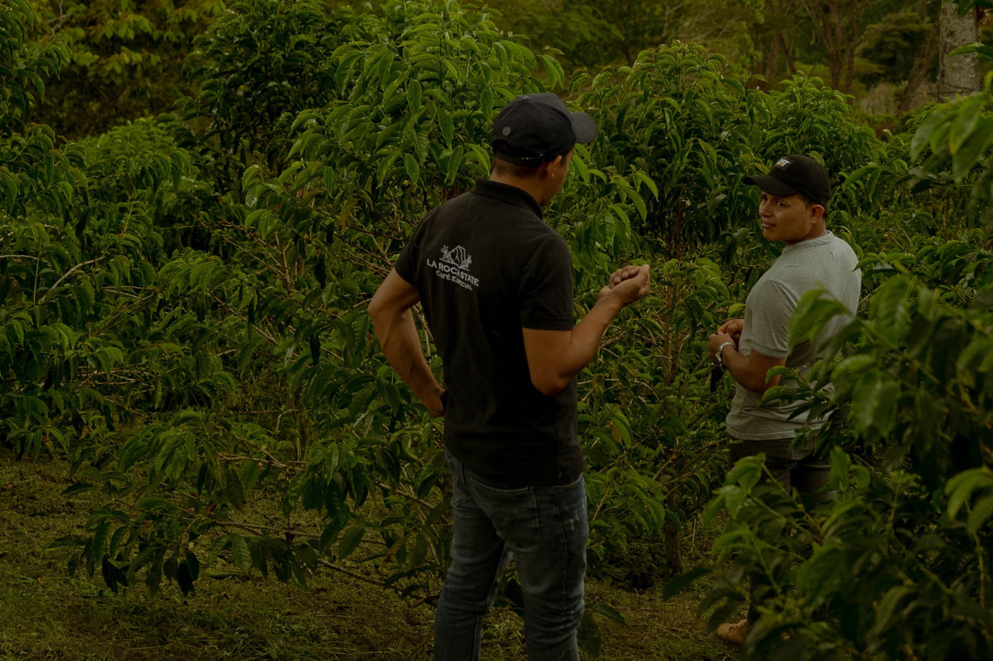 Yellow Bourbon Honey/イエローブルボン　ハニー