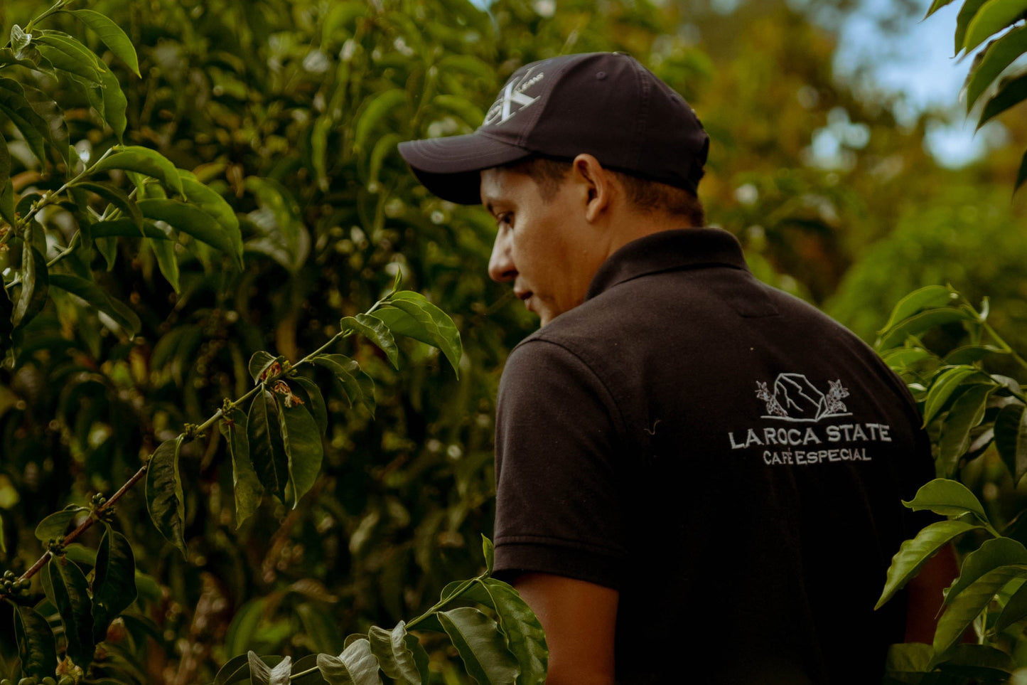 Yellow Bourbon Honey/イエローブルボン　ハニー