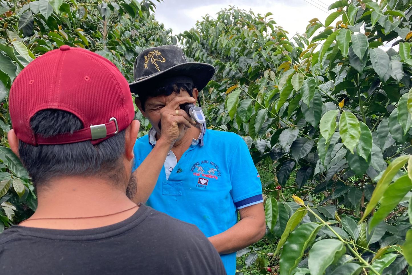 Aroma Nativo Pink Bourbon Honey/アロマナティーボ　ピンクブルボン　ハニー